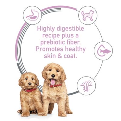 Image showing  Puppy Sensitive Stomach and Skin Salmon and Vegetable Stew Wet Dog Food, 12.5 oz.