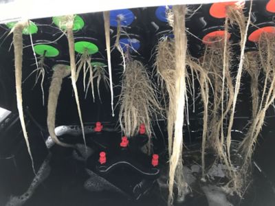 Image showing  24-Site Clone Machine Aeroponic Hydroponic System