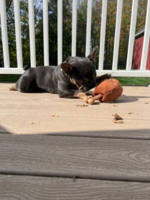 Image showing  Ham Bone 2-in-1 Dog Toy