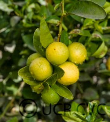 Citrus Assorted, 8 in.