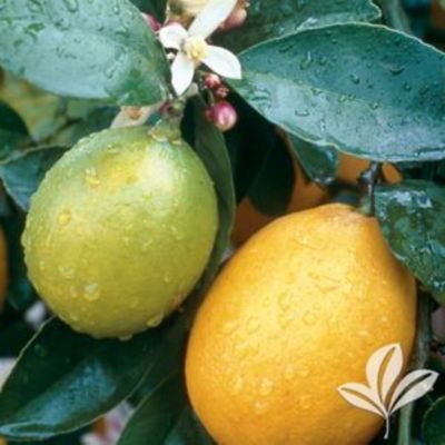 Citrus Tree Assorted, 5 gal.