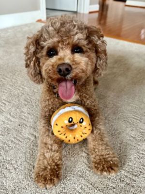 Image showing  Bagel Hide-and-Treat Dog Toy