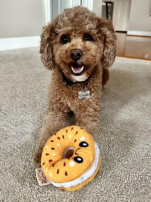 Image showing 5 th Territory Bagel Hide-and-Treat Dog Toy