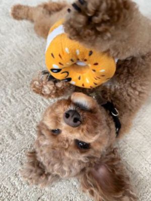 Image showing 6 th Territory Bagel Hide-and-Treat Dog Toy