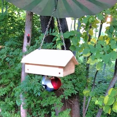 Image showing  Hanging Upside-Down Suet Feeder