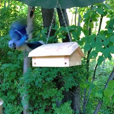 Image showing  Hanging Upside-Down Suet Feeder