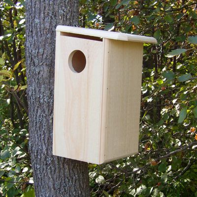 Image showing  Squirrel House