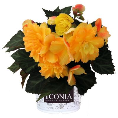 6 in. Odyssey Begonia I'Conia