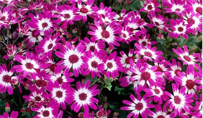 1 gal. Post Percallis