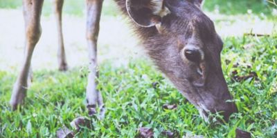 Image showing  Deer Repellent Capsules - 1800 Capsule Pack