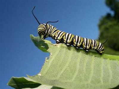 Image showing  Biological Caterpillar & Webworm Control-Qt-Hose End Spray