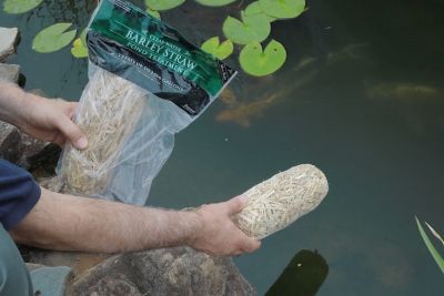 Image showing  Barley Straw for Livestock Watering Troughs, Stock Tanks, and Ponds - Treats up to 1000 Gallons for 6 Months