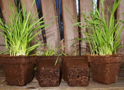 Image showing  #3 SQUARE Seed & Plant Starter Pots, 12 ct.