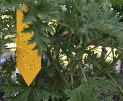 Image showing  STICKY TRAPS Indor or Outdoor Plant Insect Traps (48 Traps & Ties)