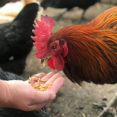 Image showing  Fly Larvae Poultry Treats, 3-Pack