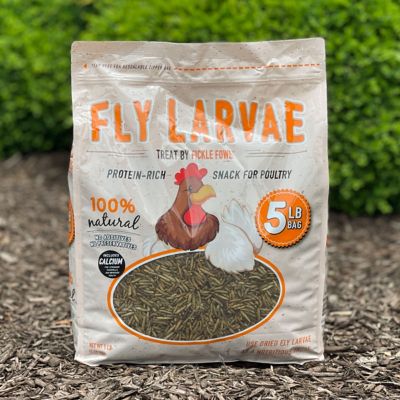 Image showing  Black Soldier Fly Larvae Poultry Treats