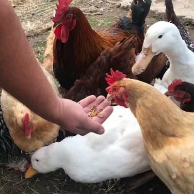 Image showing  Black Soldier Fly Larvae Poultry Treats