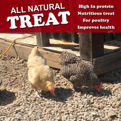 Image showing  Dried Minnows Poultry Treats, 6 pk.