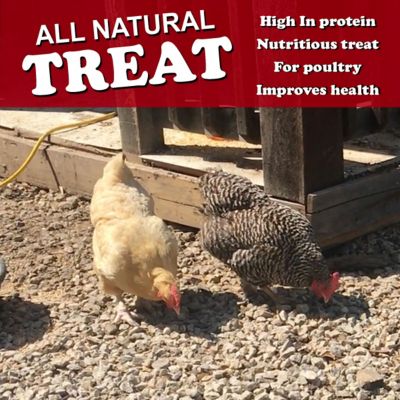 Image showing  6 pk. of 10 oz. bags of Dried Minnows, Mealworms, Shrimp Protein-Rich Snack for Poultry