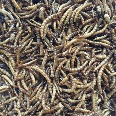 Image showing  6 pk. of 10 oz. bags of Dried Minnows, Mealworms, Shrimp Protein-Rich Snack for Poultry