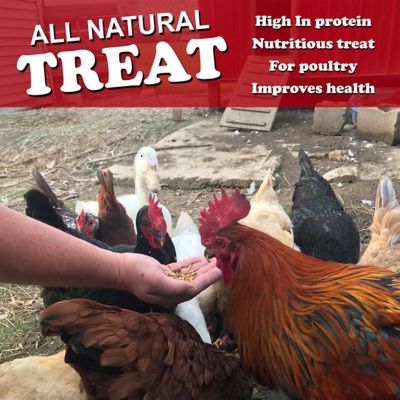 Image showing  Dried Mealworms Poultry Treats, 6-Pack