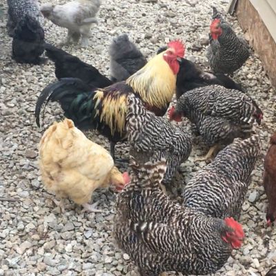 Image showing  Dried Mealworms Poultry Treats, 3-Pack