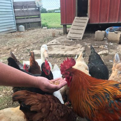 Image showing  5 lb. Dried Mealworm Poultry Treats, 4 pk.