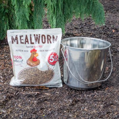 Image showing  Dried Mealworms and Bucket Kit