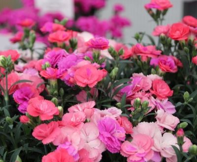 1.5 pt. Potted Assorted Quart Perennials
