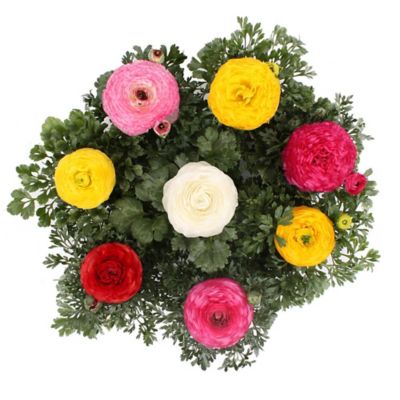 8 in. Ranunculus Plant