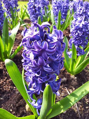6 in. Hyacinth