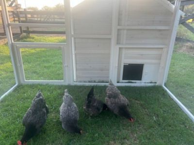 Image showing 8 th Zylina Modern Nesting & Roosting House, 10 Chicken Capacity, Poultry Pen Sold Separately