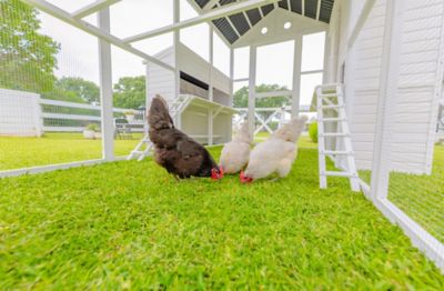 Image showing 5 th Zylina Modern Open Concept Chicken Coop, 15 Chicken Capacity