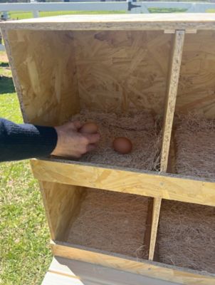 Image showing 6 th Zylina Best Rest 12 Bay Nesting Box