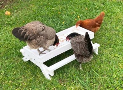 Image showing  Healthy Mealworm Poultry Treats