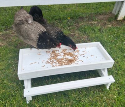 Image showing  Healthy Mealworm Poultry Treats