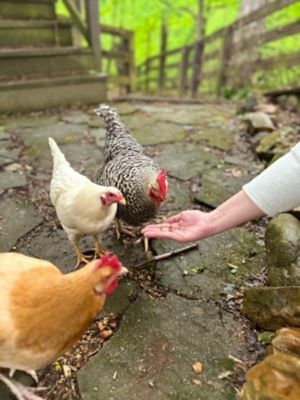 Image showing 5 th Zylina Healthy Mealworm Poultry Treats