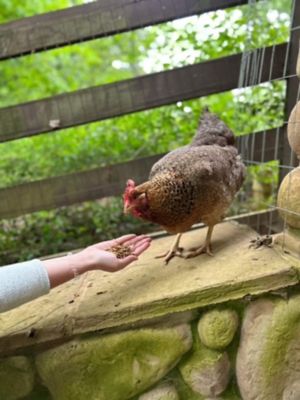 Image showing 6 th Zylina Healthy Mealworm Poultry Treats