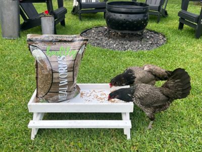 Image showing  Healthy Mealworms