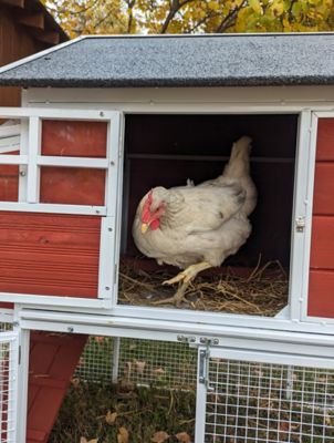 Image showing  Blooming Chicken Coop, 4 Chicken Capacity