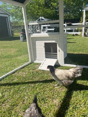 Image showing 6 th Zylina Universal Modern Poultry Pen, Large with 1 Nesting Box Attachment