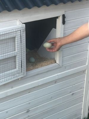 Image showing  Universal Modern Poultry Pen, Large with Nesting & Roosting House Attachment