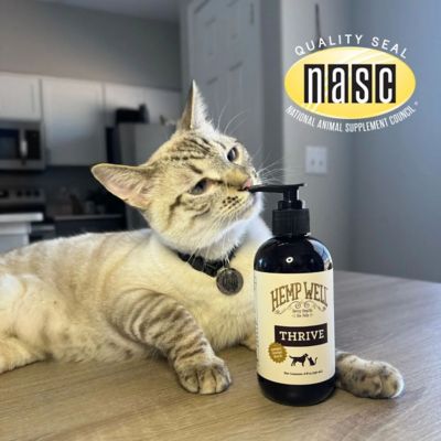 Image showing 6 th Hemp Well Thrive Oil - 8 oz