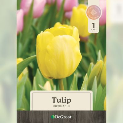 DeGroot 6 in. Potted Sprouted Tulip Kikomachi Bulb