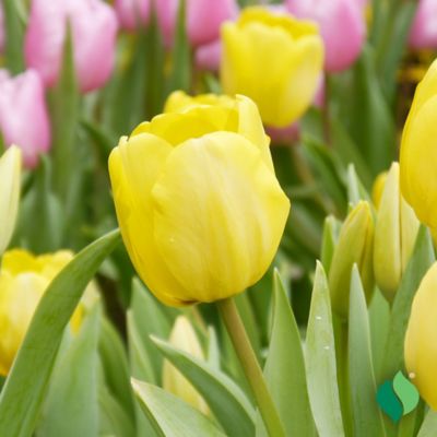 Image showing  6 in. Potted Sprouted Tulip Kikomachi Bulb