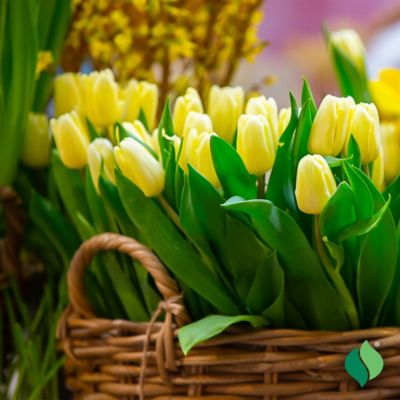 Image showing  6 in. Potted Sprouted Tulip Kikomachi Bulb