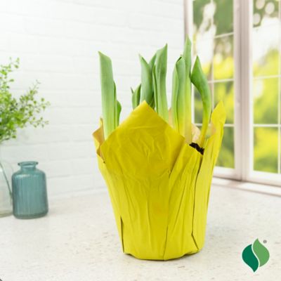 Image showing  6 in. Potted Sprouted Tulip Kikomachi Bulb