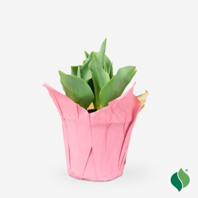 DeGroot 6 in. Sprouted Bulb Pot - Tulip Carola