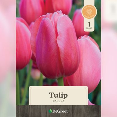 DeGroot 6 in. Sprouted Bulb Pot - Tulip Carola