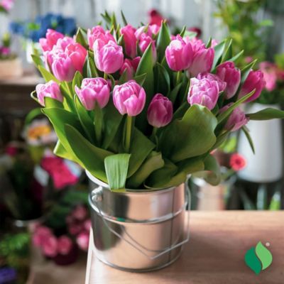 Image showing  6 in. Potted Sprouted Tulip Carola Bulb